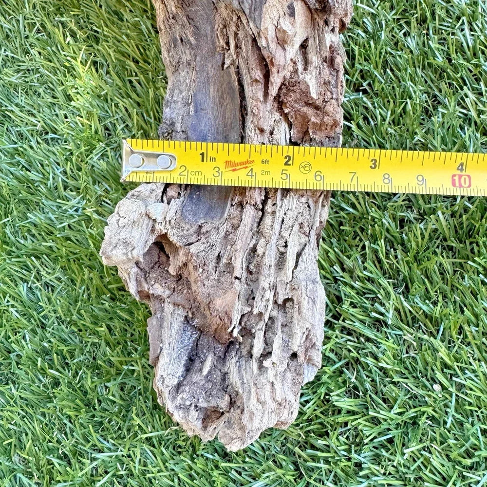 Natural Driftwood California Coast Rustic Beach Decor Aquarium Terrarium Piece